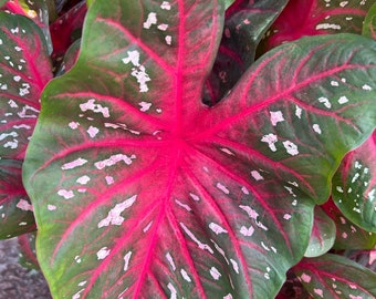 Red Flash Caladium (2 Bulbs) - Easy to Grow Indoor or Outdoor Perennial Plant - Blue Buddha Farm