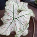 see more listings in the Caladium section