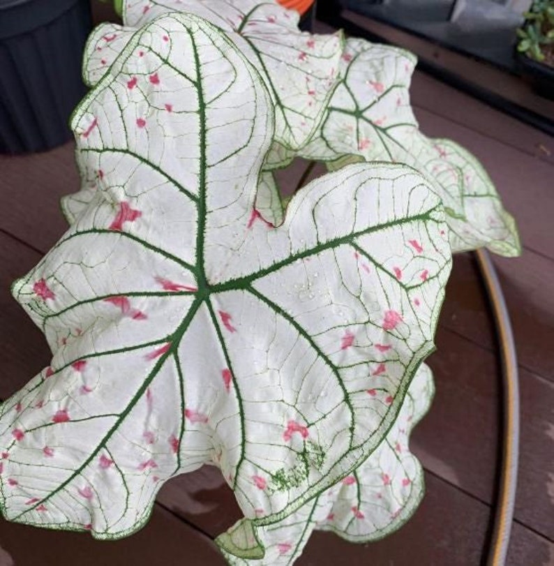 Cranberry Star Caladium (2 bulbs) - Easy to Grow Indoor or Outdoor Perennial Plant - Blue Buddha Farm