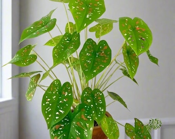 Caladio Payaso de Florida / Rosa y blanco moteado, juguetón, en forma de corazón (2 bulbos)