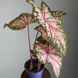 Florida Calypso Caladium (2 Bulbs) – Bold Magenta & Green Foliage for a Tropical Garden - Blue Buddha Farm