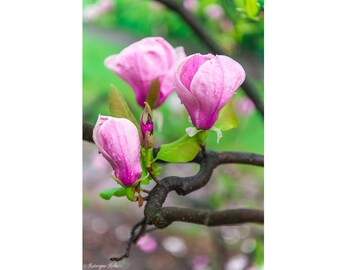 Impresión de pared de trío de magnolia rosa de Kateryna Kole. Flores en interiores, decoración botánica para el hogar, arte de pared floral, fotografía de naturaleza, vivero
