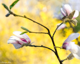 Magnolia flower art print by Kateryna Kole. Wall art print, nature photography, floral art print, botanical wall art