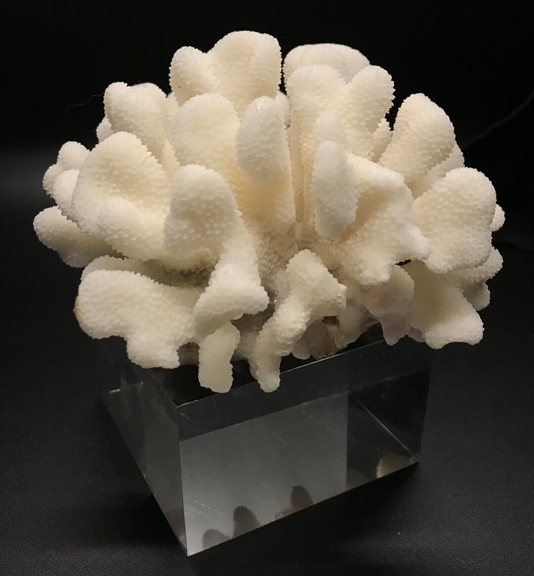 CATS PAW Coral, Stylophora Pistllata, Club Finger Coral Home/office