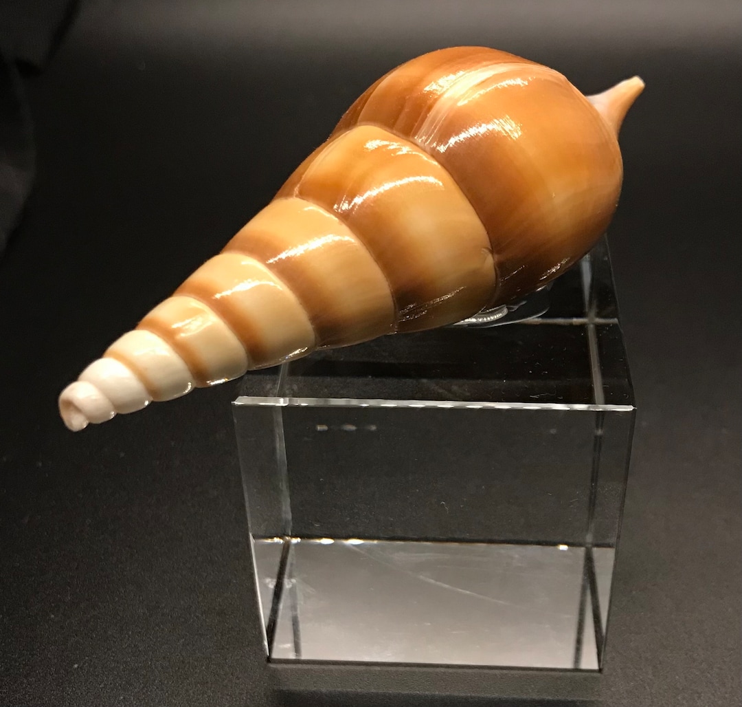 AUGER Shell Seashell Augers Snail Shell - Etsy