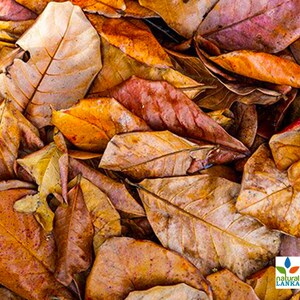 300 Pezzi (300 Grammi) 10-15 Cm – Foglie Di Mandorla Nautica - Foto 4