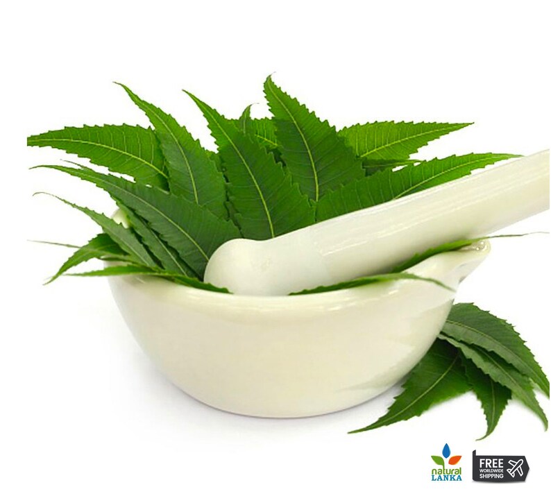May include: A white mortar and pestle with green neem leaves inside. The mortar and pestle are made of ceramic and are used for grinding herbs and spices.