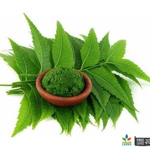 May include: A bowl of green neem powder surrounded by fresh neem leaves. The leaves are a vibrant green and have a slightly serrated edge.