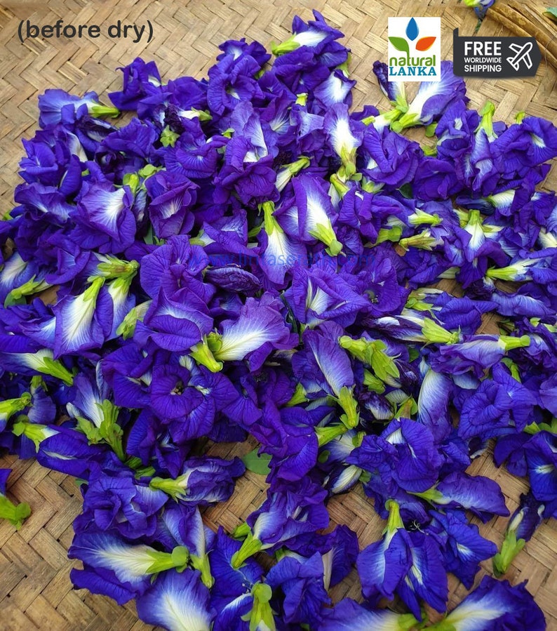 100% Organic Dried Butterfly Pea Flower Tea Clitoria ternatea Herbal Tea/ Pure Organic Natural Herbal Blue Drink/ NON_GMO Herbal Blue Tea image 7