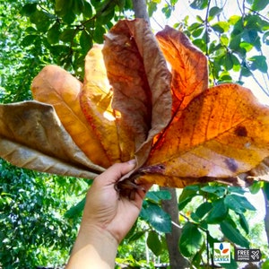 50x Large Indian Almond Catappa Ketapang Leaf Leaves Aquarium Betta Fish Shrimp