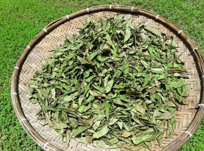 May include: A woven bamboo basket filled with dried green leaves. The leaves are spread out evenly in the basket, which is sitting on a bed of green grass.