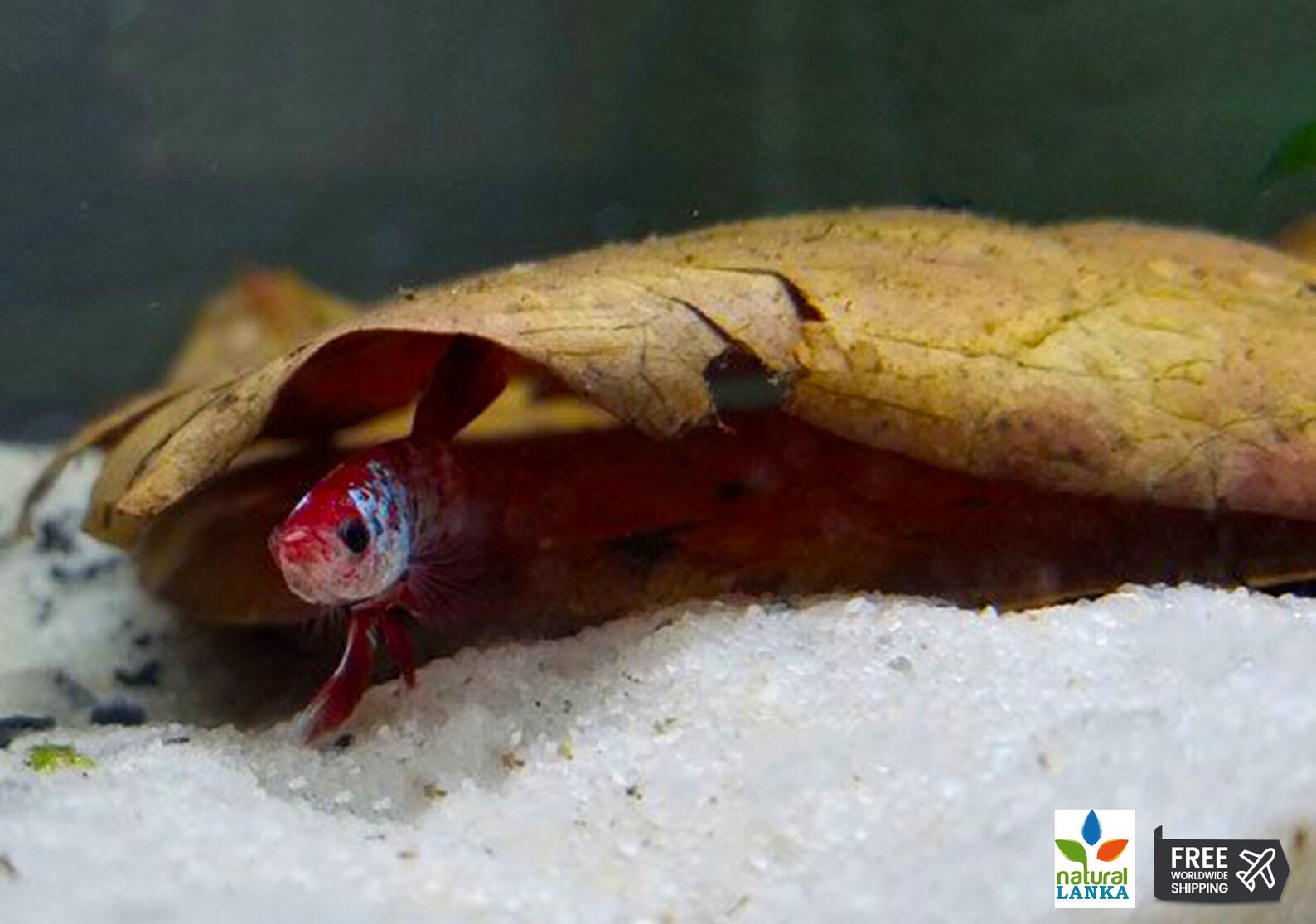 Catappa Indian Almond Leaves Ketapang Leaf Shrimp Betta Fish Etsy