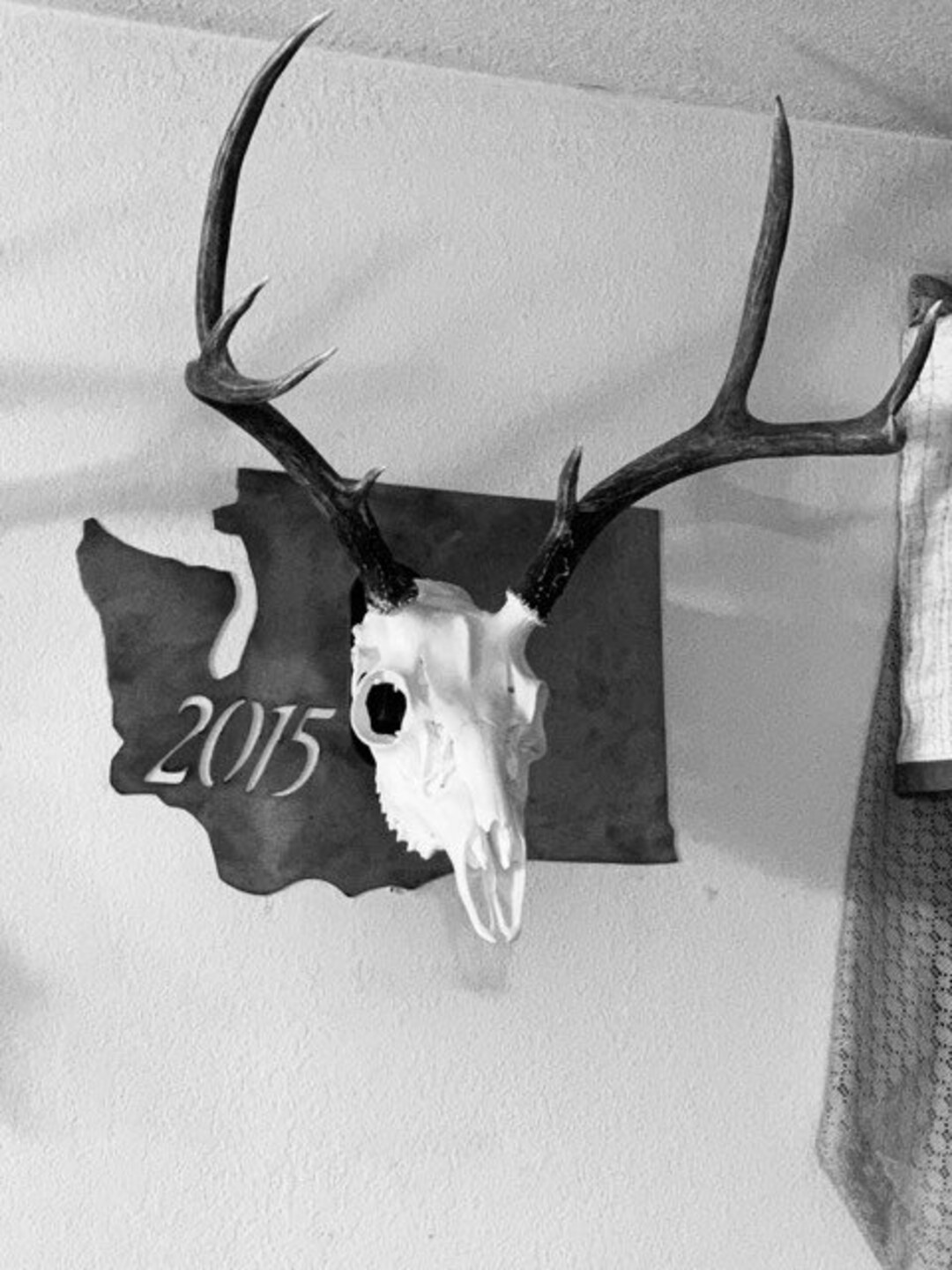 State and Year Trophy Skull Mount With Euro Mount Hook, Hunting