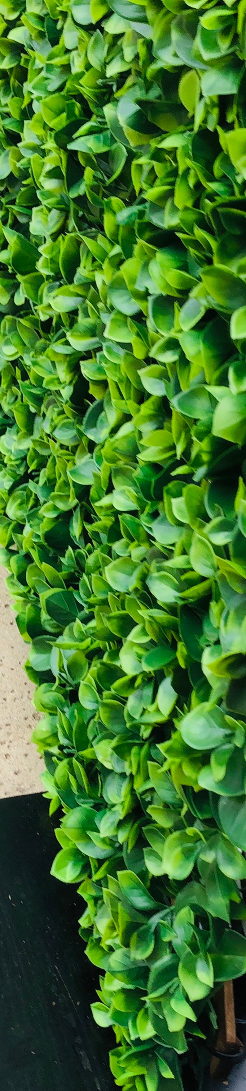 Boxwood Backdrop Wall rent Only/ Artificial Greenery Etsy