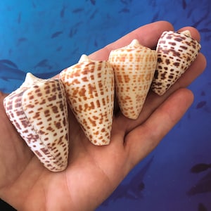 May include: Four cone-shaped seashells with brown and white patterns are held in a hand. The shells have a smooth, glossy texture and a pointed apex. The background is a blue gradient with silhouettes of fish.