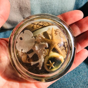 Vintage Coastal, Acrylic Resin 3&quot; Half-Dome Sea Shells Paper Weight, Home Office Decor - One of a Kind Estate Sale Find!