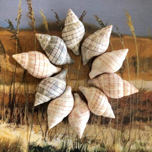 Banded Tulip Sea Shells, SW Florida Coastal Decor!