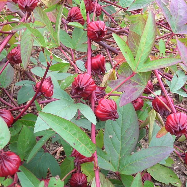 Cranberry Hibiscus Plant Etsy