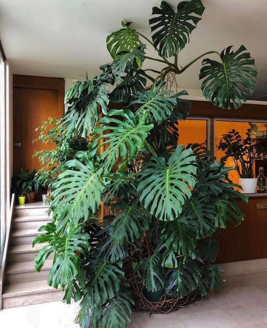 Large Monstera deliciosa