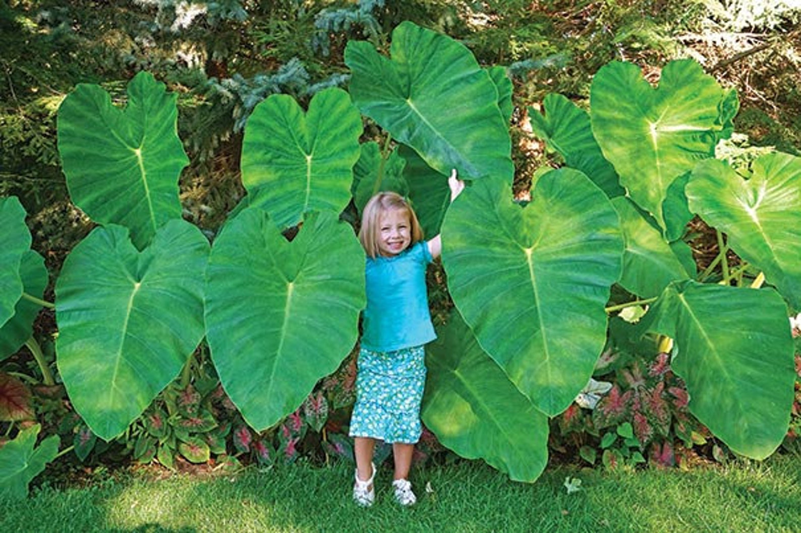 12ft tall Elephant Ear live plant Colocasia Esculenta Etsy
