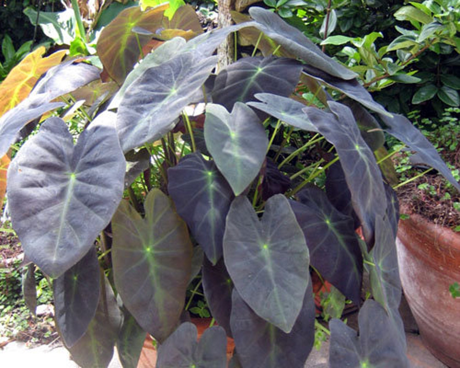 Black Beauty Elephant Ear Colocasia antiquorum LIVE PLANT Etsy France