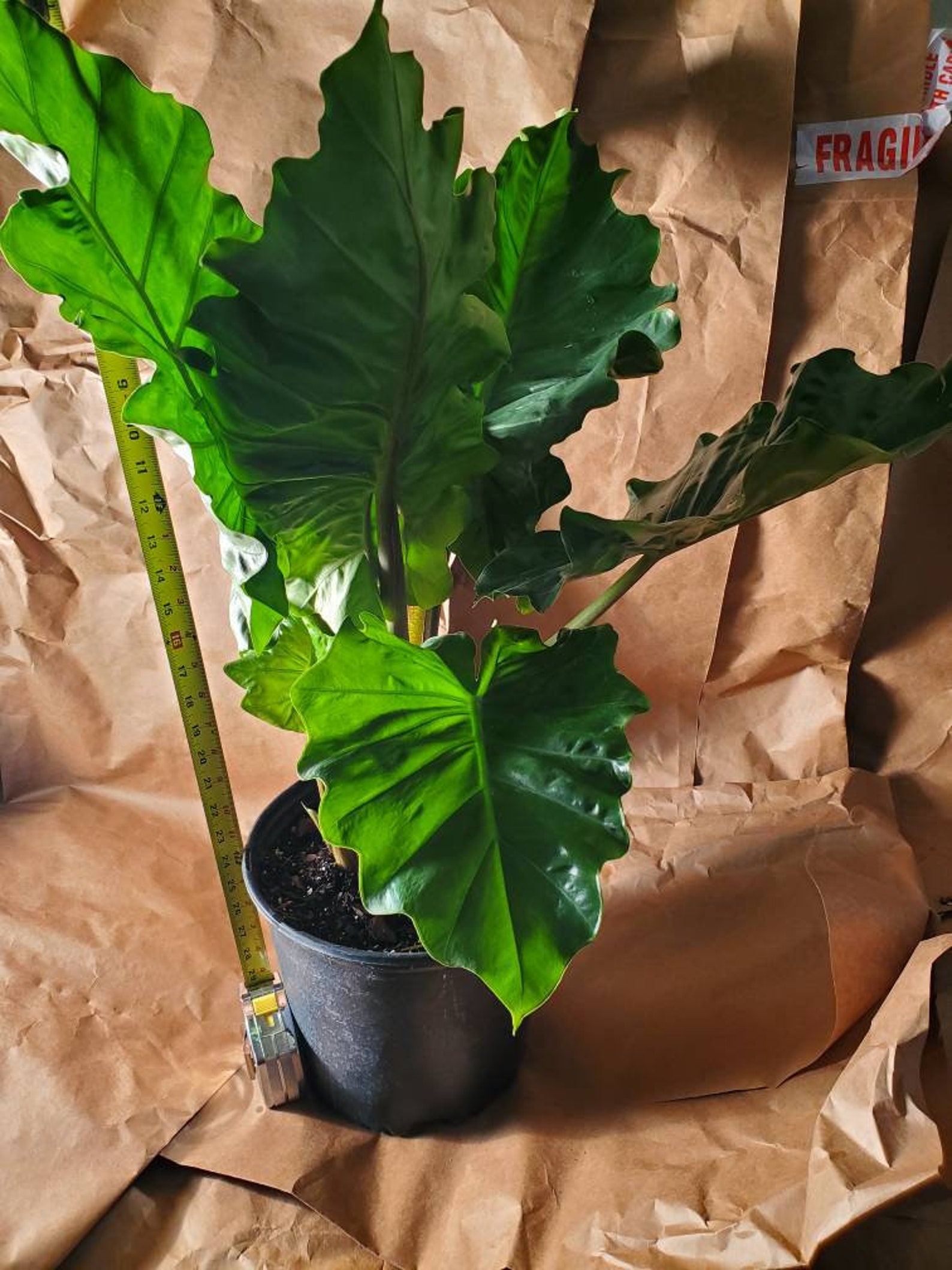 Alocasia Low Rider Elephant Ear LIVE PLANT not Bulbs 23ft Etsy Canada