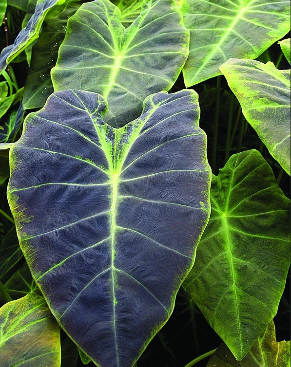 Black Beauty Elephant Ear Colocasia Antiquorum LIVE PLANT Etsy UK