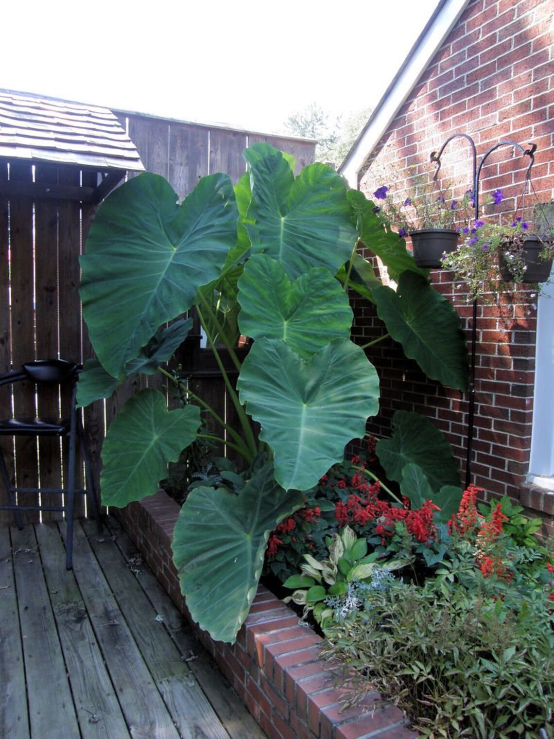 12ft tall Elephant Ear live plant Colocasia Esculenta Etsy