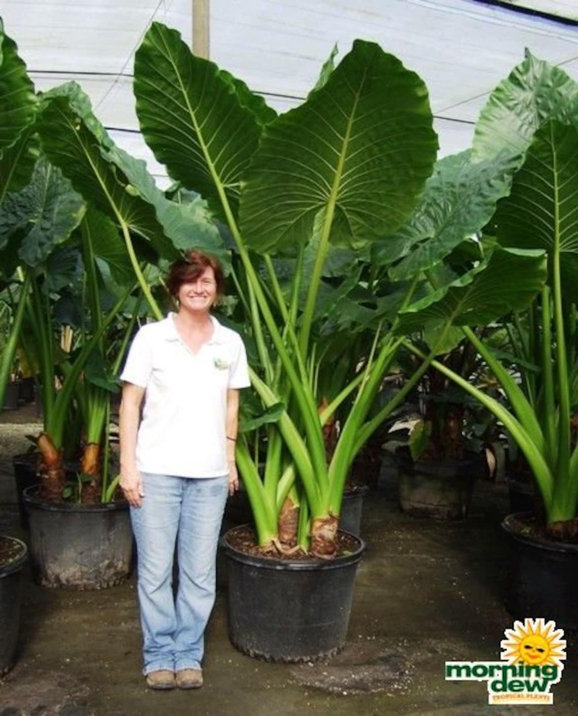 Alocasia Calidora Elephant Ear LIVE PLANT not Bulbs 23ft Etsy