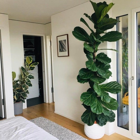 Uitverkoop Moskee puberteit Ficus Lyrata bambino Little Fiddle Leaf Fig 2-3ft - Etsy