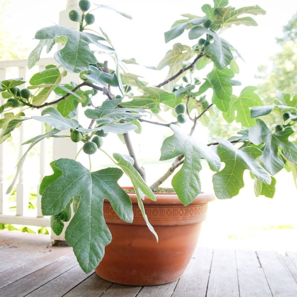 Dwarf Fig Tree - Etsy