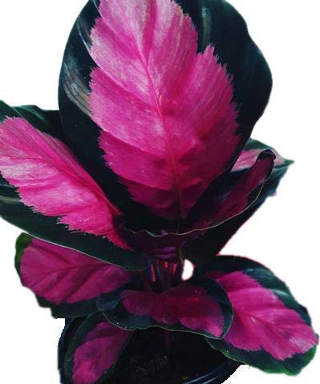 Calathea Roseopicta Rosy / Rose Painted 20 20 in TALL live   Etsy.de