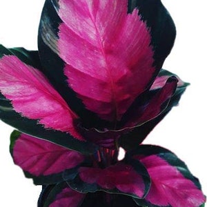 Calathea Roseopicta Rosy / Rose Painted 4-7 in TALL - live starter plant - shipped from Florida