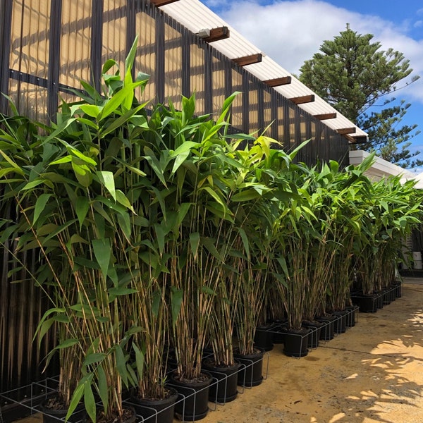 Horsetail Bamboo Plant Etsy