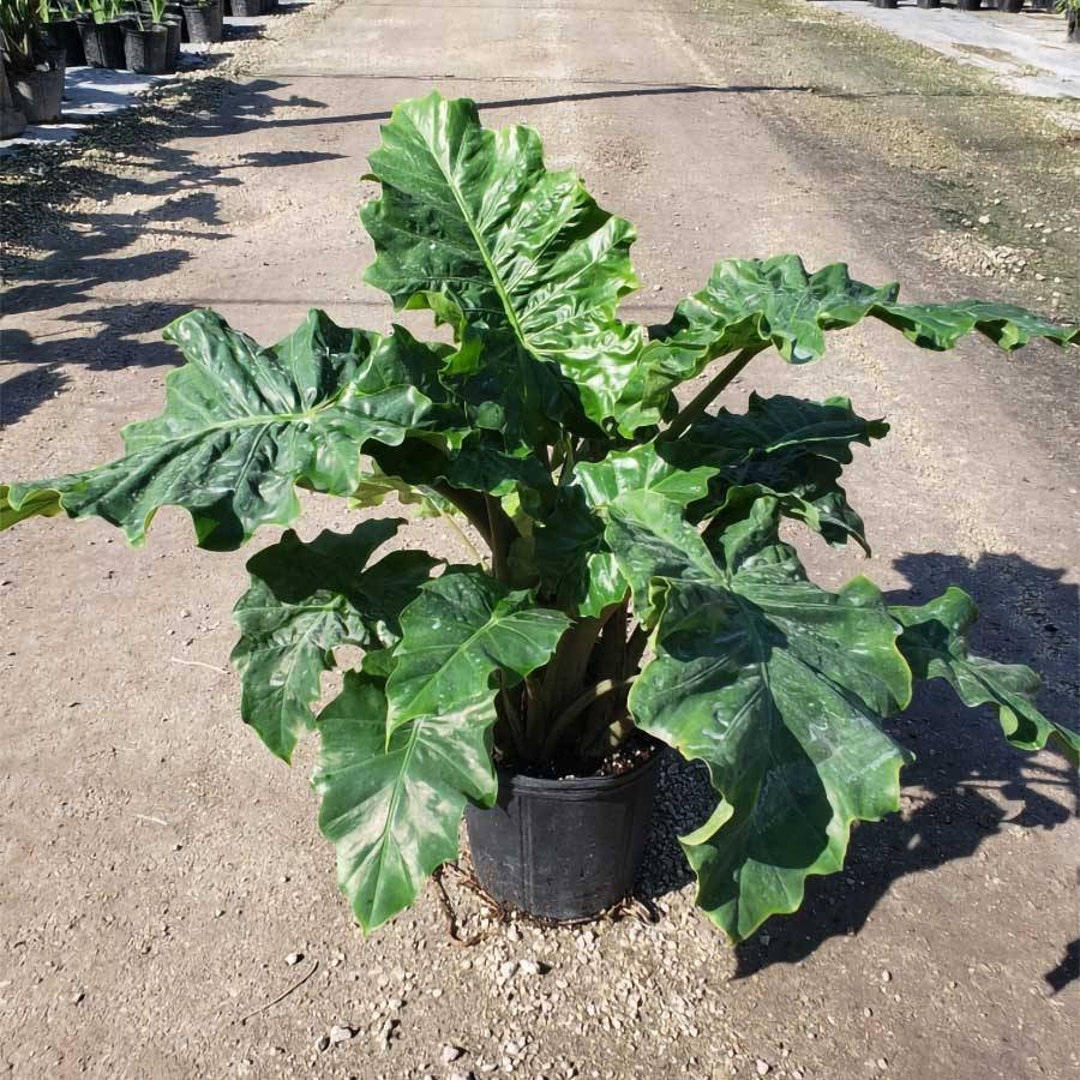 Alocasia Low Rider Elephant Ear LIVE PLANT not Bulbs 23ft Etsy Canada