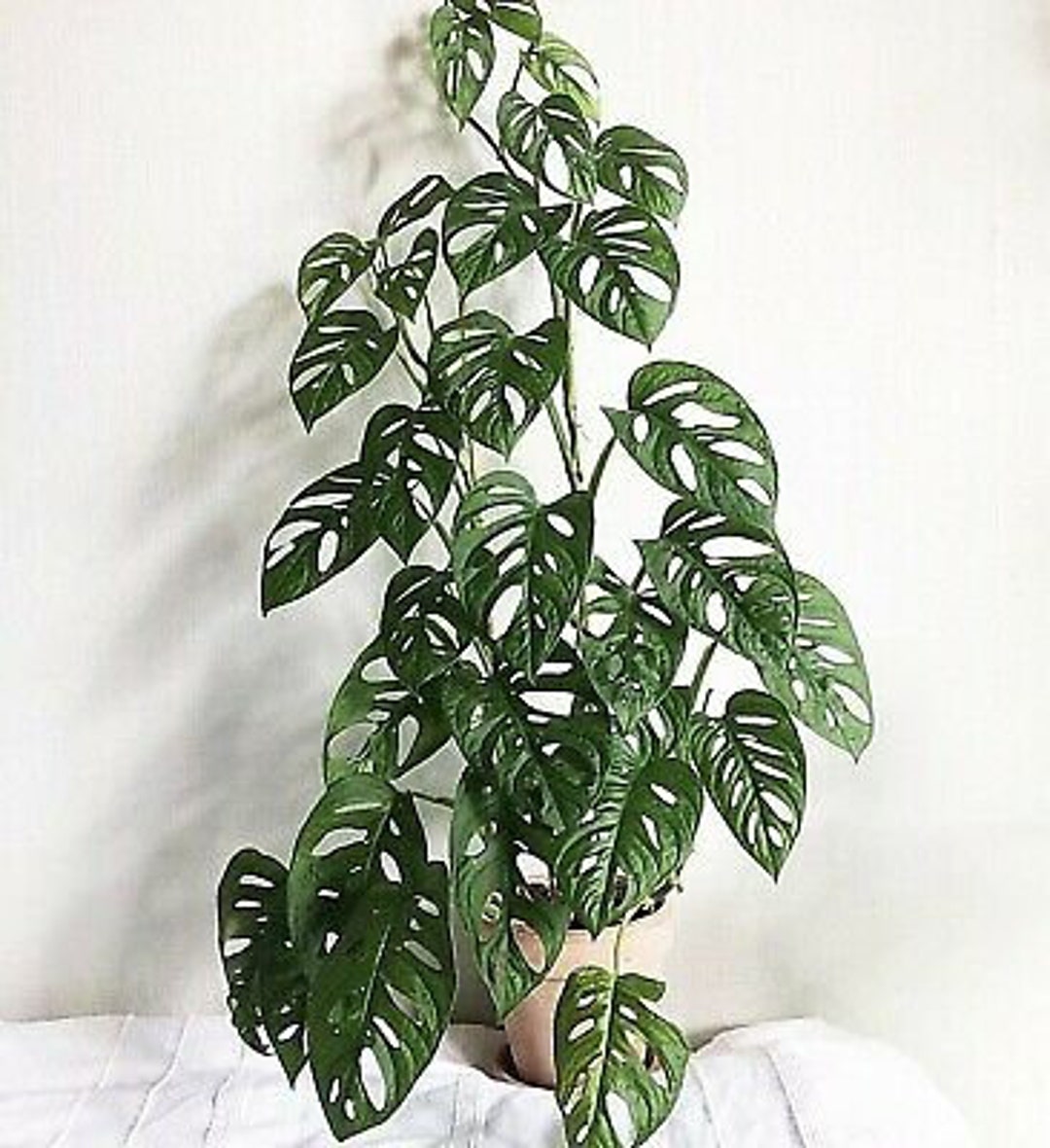 Does Monstera Like Full Sun