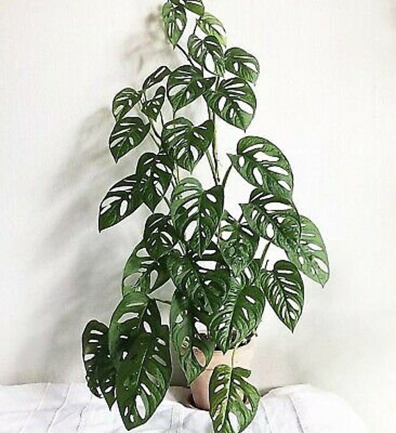 Monstera Deliciosa  Swiss Cheese Plant – Mickey Hargitay Plants