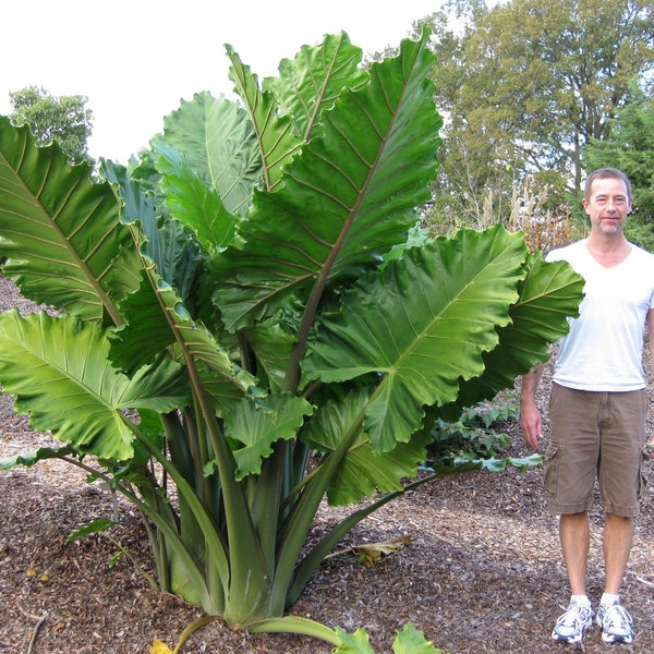 Alocasia Portora main image 0