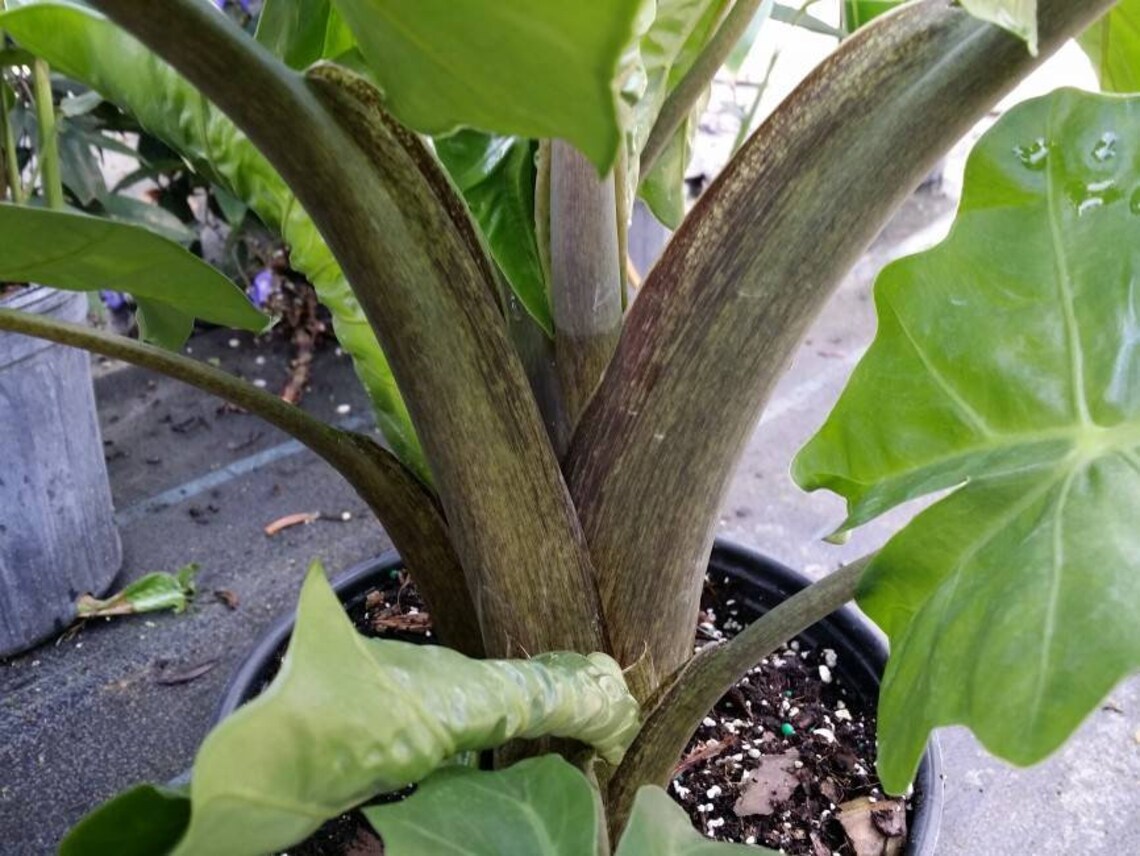 Alocasia Low Rider Elephant Ear LIVE PLANT not Bulbs 23ft Etsy Canada