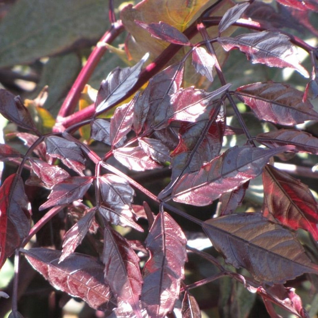 LIVE TROPICAL PLANT Leea Coccinea Rubra Guineensis - Etsy