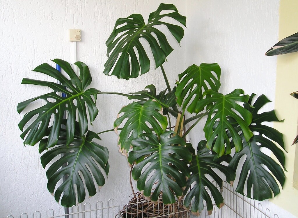 Giant Monstera Deliciosa swiss Cheese Plant Ceriman Cutleaf
