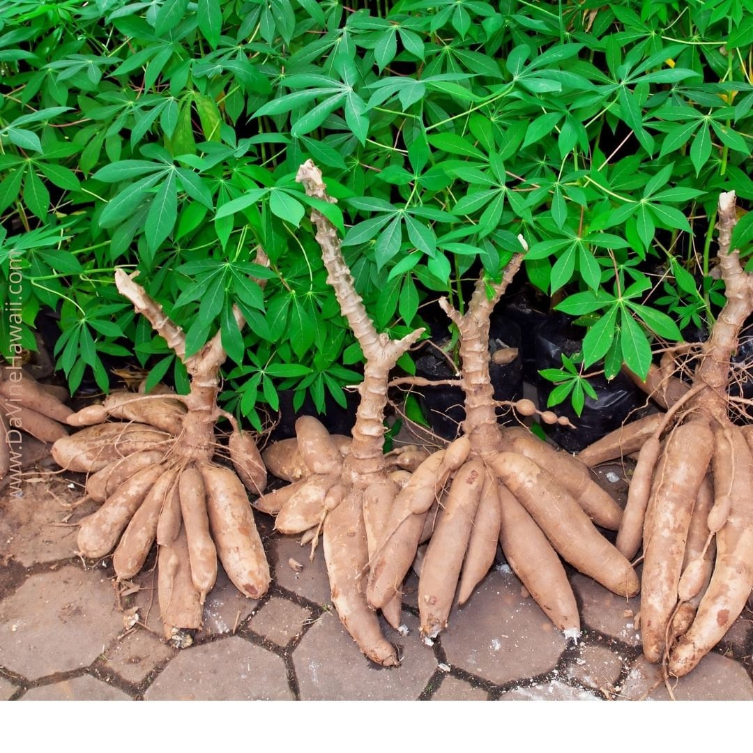 LIVE PLANT Manihot Esculenta Cassava Manioc Tapioca Yuca Etsy live-plant-manihot-esculenta-cassava-manioc-tapioca-yuca-etsy