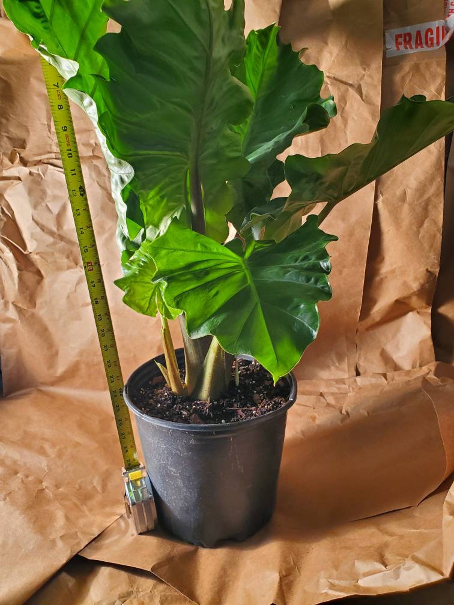 Alocasia Low Rider Elephant Ear LIVE PLANT not Bulbs 23ft Etsy Canada