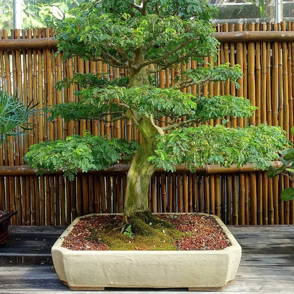 Bonsai Tree Live Etsy
