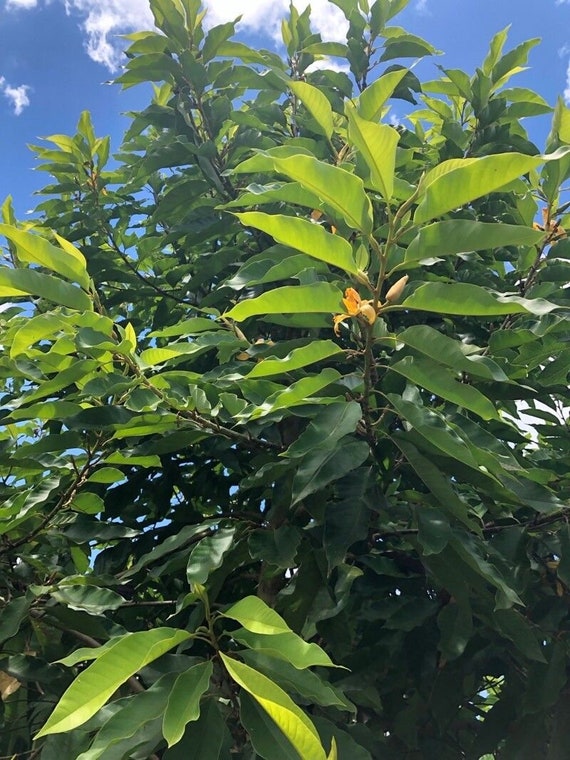 Kitama Parfümöl Magnolia Champaca - Thai Jumpa 100ml