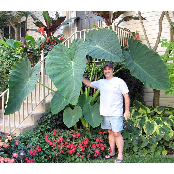 1-2ft Elephant Ear Live Plant Colocasia Esculenta - Etsy