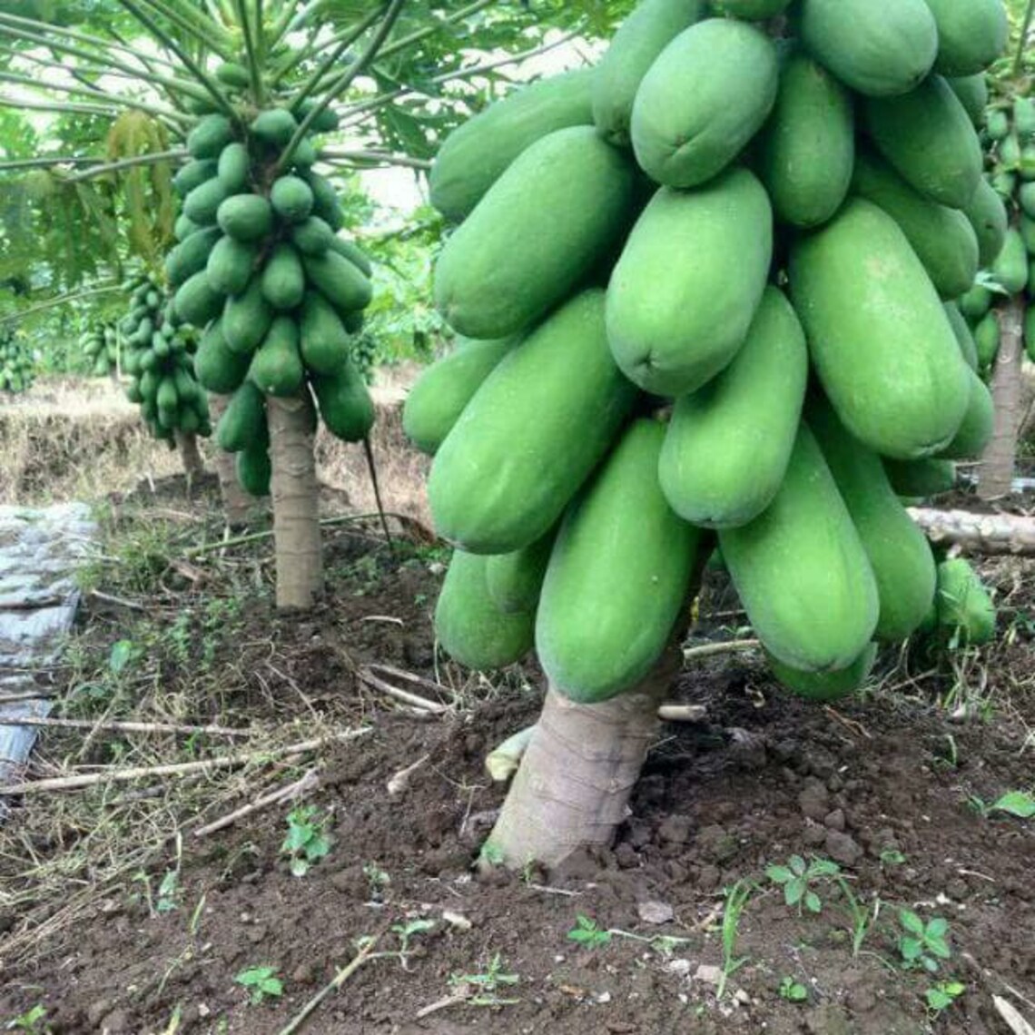 LIVE PLANT Dwarf Papaya 23ft TALL Tree Shipped From Sunny Etsy