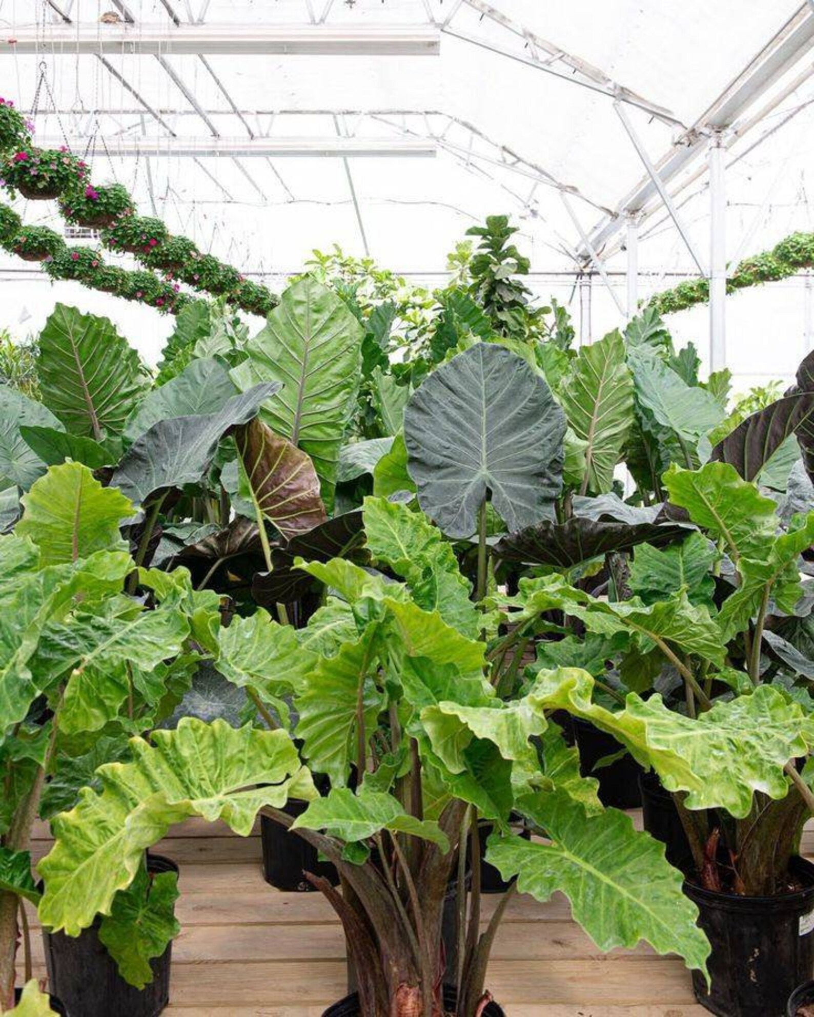 Alocasia Low Rider Elephant Ear LIVE PLANT not Bulbs 23ft Etsy Canada