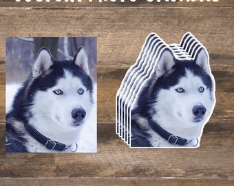 May include: A black and white husky dog with blue eyes is shown in a close-up photo. The dog is wearing a black collar with a silver buckle. The photo is on a white background.  The dog is also shown in a sticker format, with multiple layers of the sticker image stacked on top of each other.