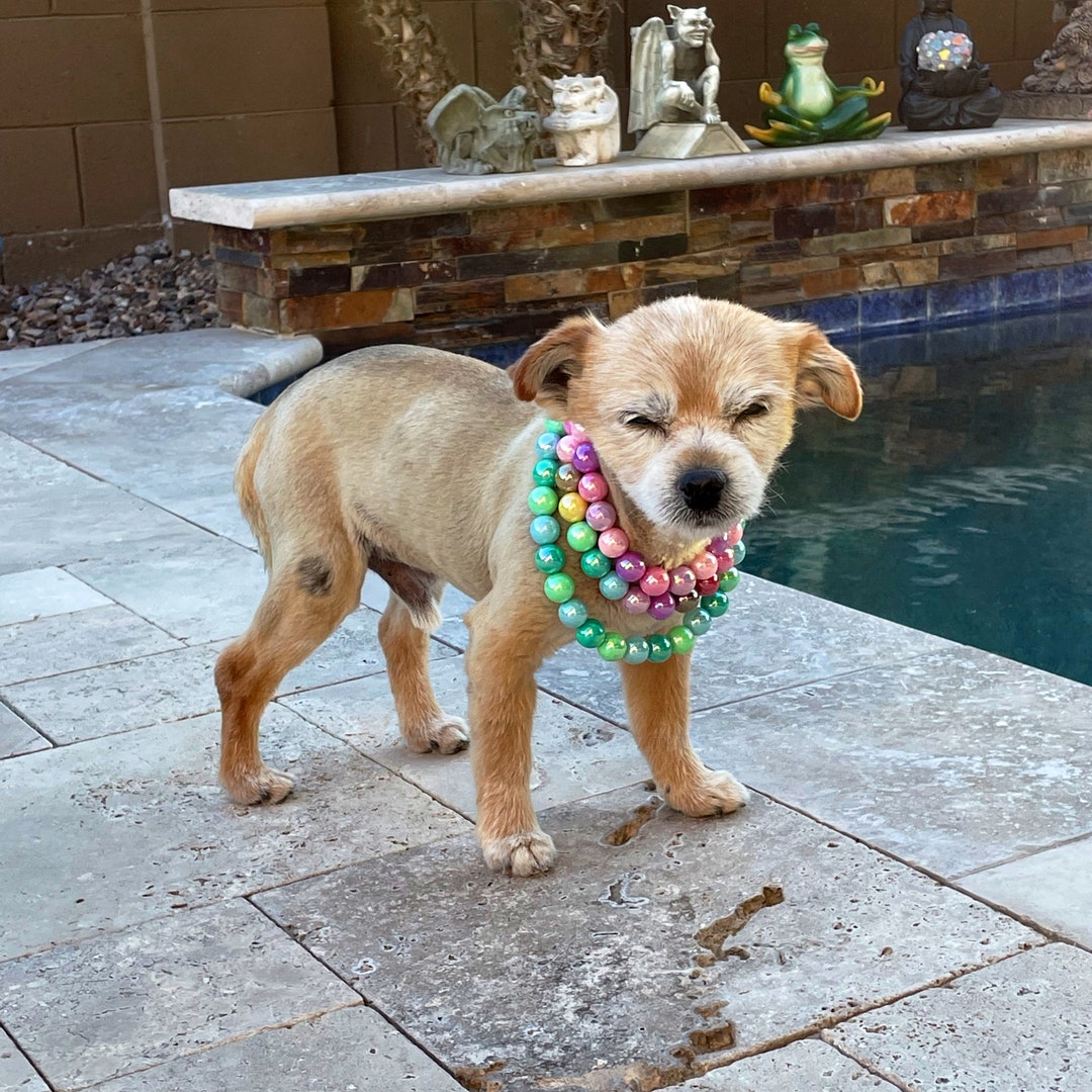 Colorful Pearl Dog Necklace Cat Necklace Pet Jewelry for - Etsy